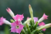 以宜花花卉为主题的文章（探索宜花花卉的魅力与养护技巧）