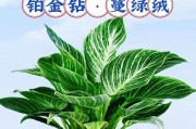 以铂图手机怎么样？（一款能够满足你需求的手机选择。）