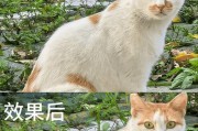 探讨如何使单反相机拍摄出最清晰的照片（通过技巧和优化设置来提升单反相机的拍摄清晰度）